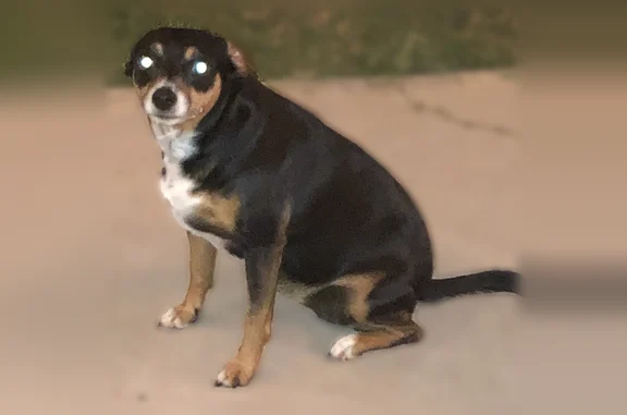 Lost dog, King Cypress Lane, 15811, Cypress, Tomball - female, black with white underbelly - photo