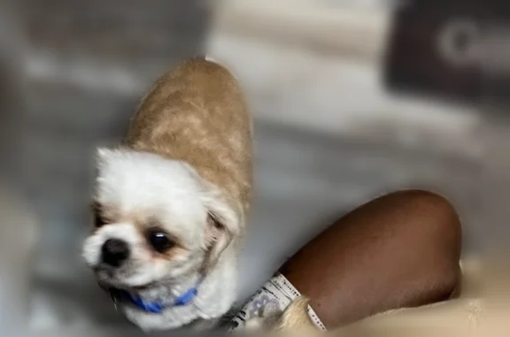 Lost dog, Zelkova Court, 106, Harvest, Madison - white, over 10 years old, blind and deaf - photo