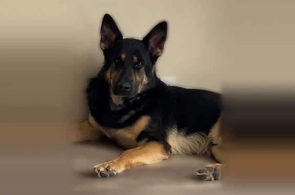 Lost dog, Midland, Michigan - male, black and tan, wearing a collar - photo