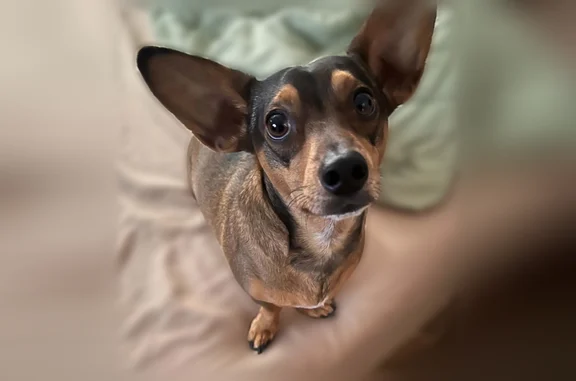 Lost dog, Spring Valley, Nevada - male, black stripe down back - photo