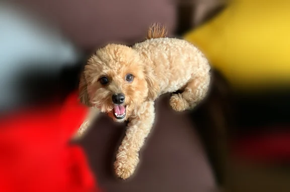 Lost dog, Tinker Drive, 3016, Oceanside - photo