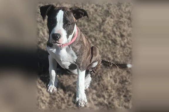 Lost and found pets Savannah, photo: Lost dog, Wessels Avenue, 15, Savannah - female