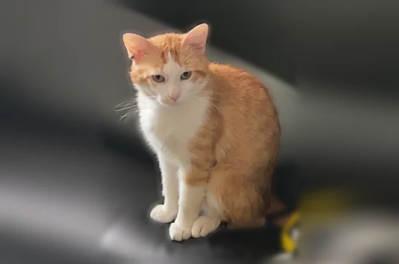 Chat perdu, Rue Étienne Bast, Argenteuil - mâle roux et blanc non castré - photo