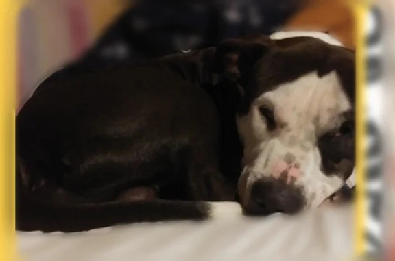 Lost dog, Saint Joseph Street, 150, Mobile - male mixed breed, 2 years old - photo