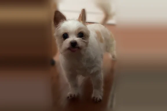 Lost dog, Nash Street, 24, New Haven — female, white coat with brown splotches - photo