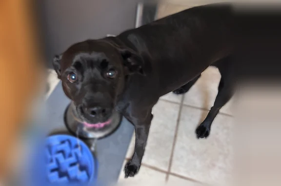 Found dog Newport News, photo: Found dog, Pin Oak Road, 24, Newport News - sweet pup, no collar