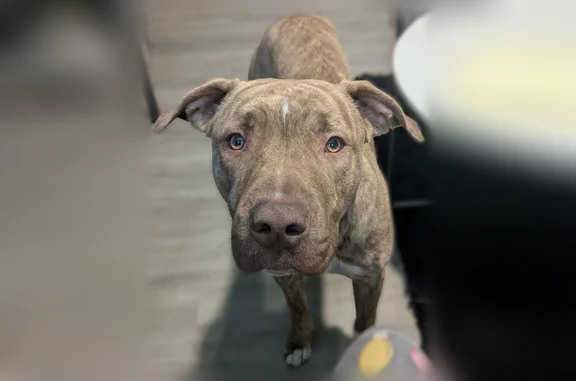 Lost dog, Fullerton Avenue, 2551, Detroit - male, injured - photo