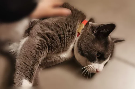 Chat perdue femelle, Rue Blomet, 167, Paris, Lyon - pelage gris, patte blanche, collier rose - photo