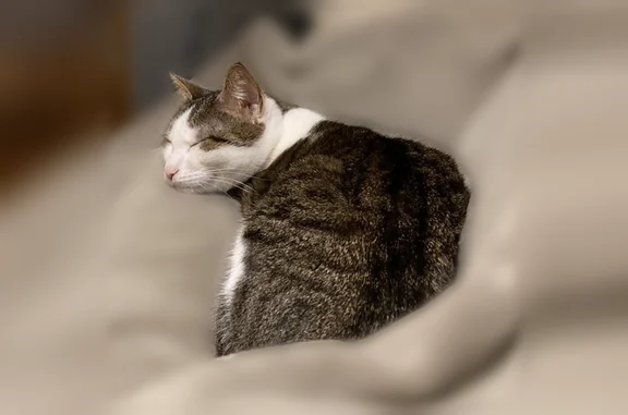 Chat perdu, Betton, photo: Chat perdu, femelle, Allée Louise Michel, 1, Betton - chatte européenne grise