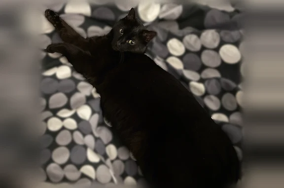 Chat perdu, Saint-Nazaire, photo: Chat perdu, Rue Jean Macé, 53, Saint-Nazaire - femelle noire stérilisée
