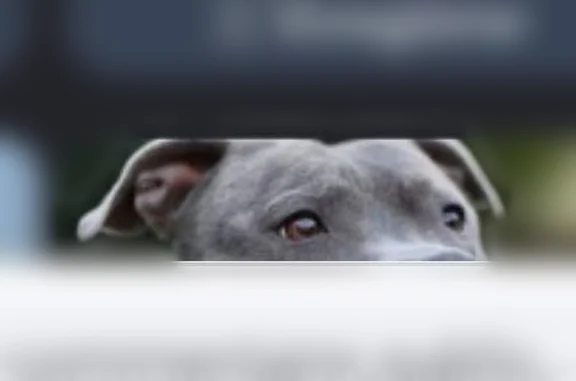 Chien perdu mâle, Rue Robert Schuman, 1, Loos - bleu gris - photo