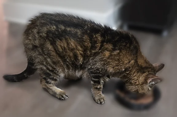 Found cat Austin, photo: Found cat, Waller Street, 804, Austin — very thin, sweet, and chill