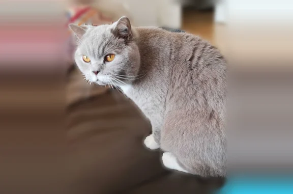 Chat perdu mâle, Rue Edouard Lefebvre, Versailles, Paris - british shorthair gris et blanc - photo