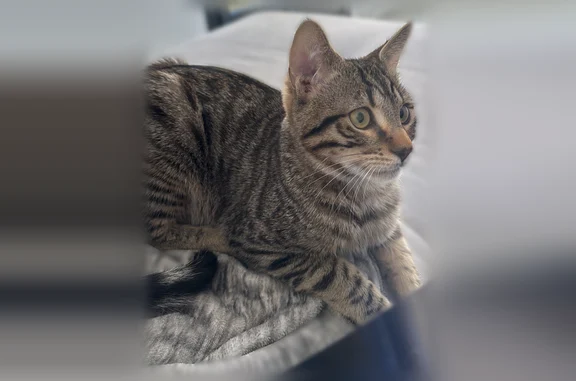 Chat perdu mâle, Allée de la Ferme, 18, Pommeuse - tigré et très craintif - photo