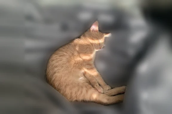Lost cat, Elm Road North, 17710, Osseo, Hastings - male, orange kitten with a white chest patch - photo