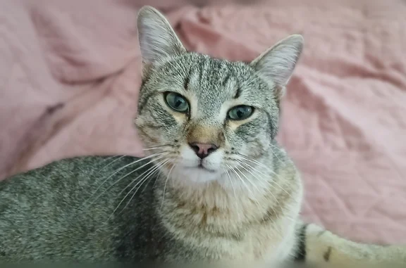 Chat perdu mâle, Paris - tigré, castré, pucé - photo