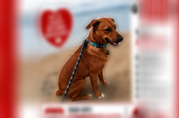 Lost dog, Carver Road, 144, Rogersville, Detroit - male, nub tail - photo