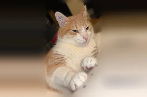 Chat perdu mâle, Rue de Fourqueux, 51, Saint-Germain-en-Laye - roux avec tâches blanches - photo