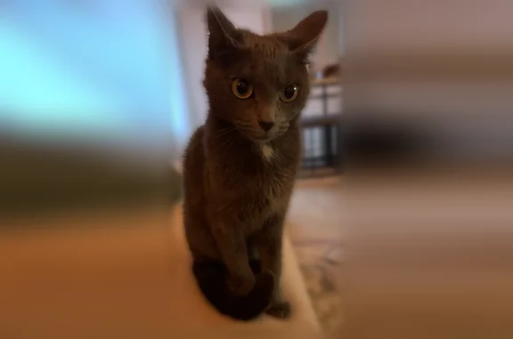 Animaux perdus et trouvés Créteil, photo: Perdu chat femelle, Avenue François Mitterrand, 28, Créteil - pelage gris, yeux vert-jaune