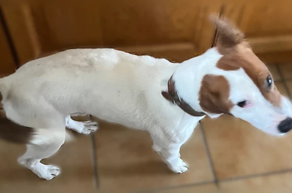 Dimanche à 19h environ mon chien il joue dans le jardin il est sorti en la chercher mais pas de trace en le trouve pas
