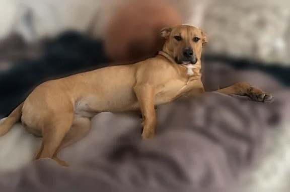 Lost dog, Silver Street, 97, Agawam, Sherwood Manor - female, 1 year old, very skittish - photo