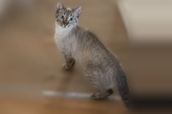 Chat perdu, femelle, Rue des Berrichons, 29, Argenteuil - très peureuse - photo