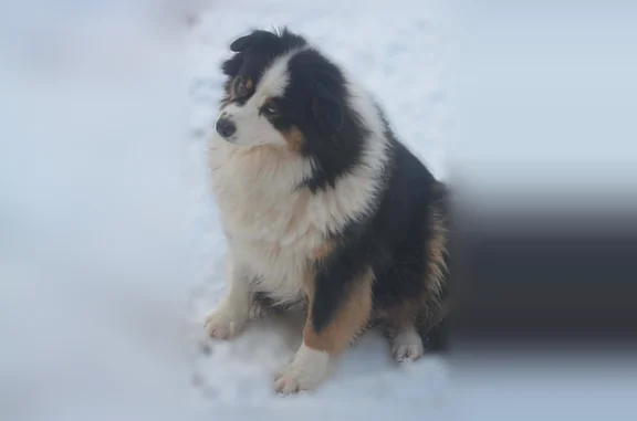 Chien perdu Cuise-la-Motte, photo : Chien perdu, Rue du Collège, Couloisy, Cuise-la-Motte — femelle tricolore noire, yeux vairons