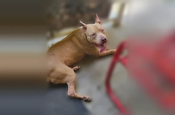 Found dog Arlington, photo: Found dog, Irving, Texas, Arlington - nice pit bull