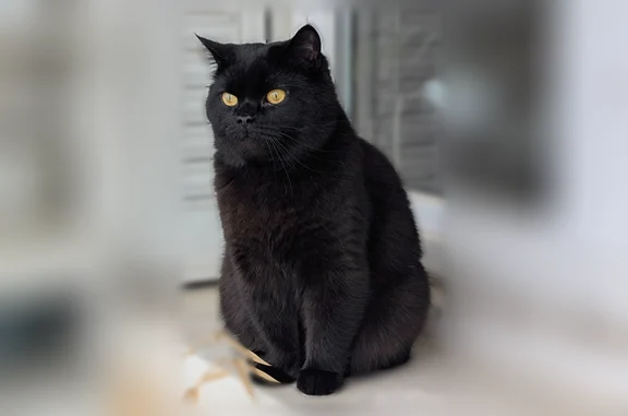 Chat perdu, Villeurbanne, photo: Chat perdu mâle, Rue Louis Galvani, 19, Villeurbanne - poils courts très doux