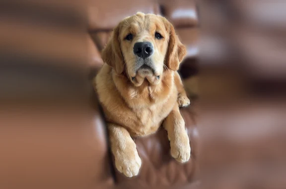 Lost dog, Watling Path, 13336, Fort Wayne - female golden retriever - photo