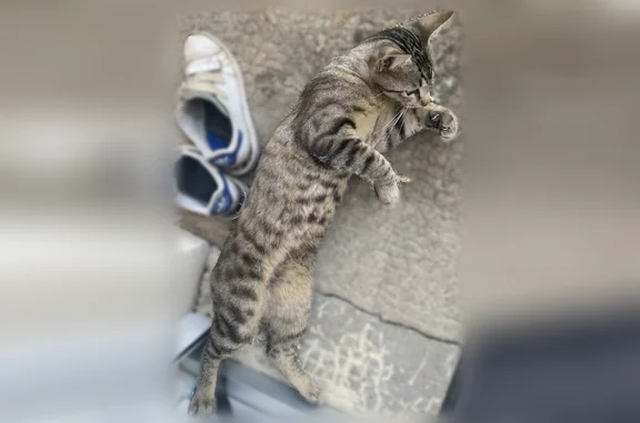Chat perdu, Angoulême, photo: Perdu chat mâle, Rue Montaigne, 9, Angoulême - tigré, yeux verts