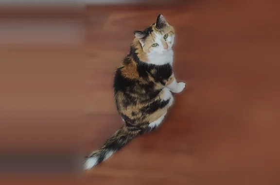 Missing cat Mankato, photo: Lost cat, Timm Rd/Fairbanks Dr, Mankato — female, petite elderly calico