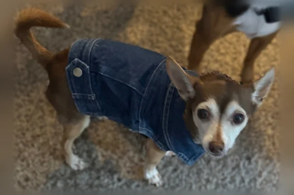 He is about 13 year old and he is missing teeth. He is about 7 lbs chihuahua. His name is Jake. He is scared of people