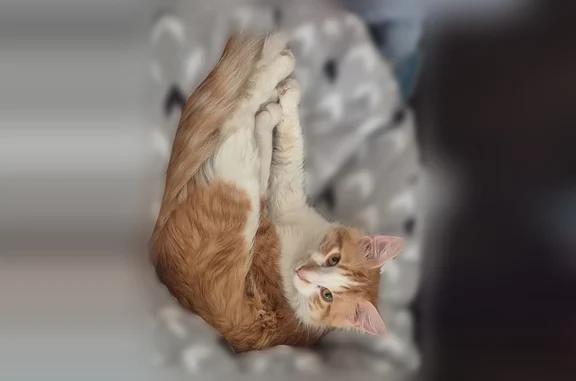 Lost and found pets Fargo, photo: Lost cat, Park Boulevard, 2001, Fargo - male, very vocal