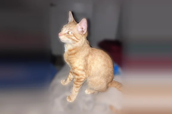 Missing cat Knoxville, photo: Lost cat, Knotty Oak Way, 2720, Knoxville - male, all orange with a white mask on the face