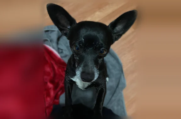 Lost dog, Los Angeles, California - small black Chihuahua with a white chest - photo