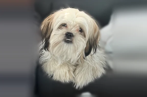 Lost dog, Lendon Lane, Lawrenceville, Arlington - male Shih Tzu, white and brown, black-tipped ears - photo