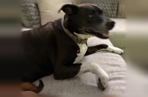 Lost dog, West Surrey Avenue, 12518, El Mirage - male, black with white belly, green camo collar - photo