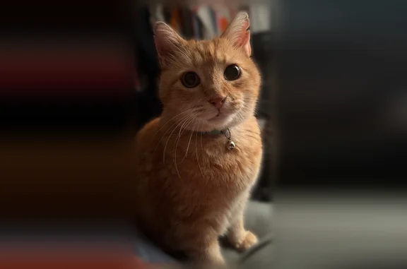Lost cat, Falkirk Circle, 13920, Grandview, Kansas City - orange tabby, neutered - photo