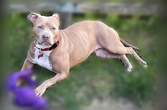 Lost dog, Bagley Street, 3521, Detroit - female, microchipped, bright orange collar and tags - photo