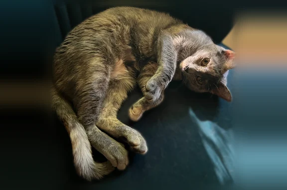 Missing cat Overland Park, photo: Lost cat, Riley Street, 8345, Overland Park - female, small
