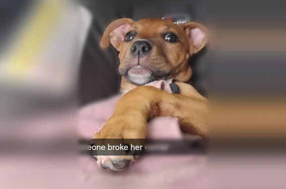 Lost dog, East 59th Street, 2510, Kansas City - female, 3 months old - photo