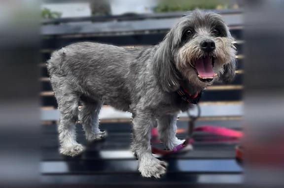 Lost dog, North 64th Way, 1421, Hollywood, Margate - female, small, gray, overbite - photo