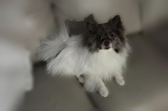 Lost dog, Ozone Park, Queens, NY, USA, Yonkers - small, fluffy white coat, blue eyes - photo