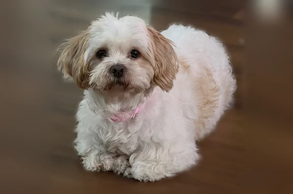 Lost dog, Damon Street, 729, Rosenberg - female, pink collar - photo