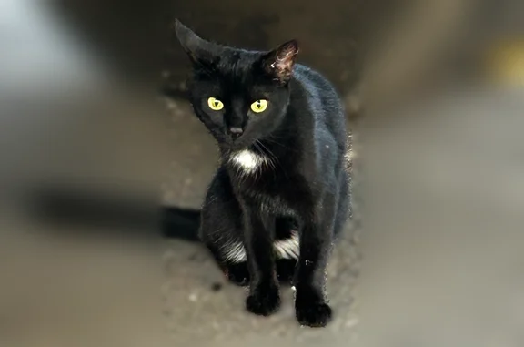 Found cat Brooklyn, photo: Found cat, Dean Street, 883, Brooklyn - yellow eyes, very skinny, friendly but skittish