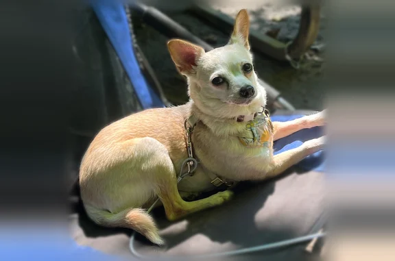 Lost dog, Angel's Point Trail, Unorganized Centre Parry Sound, Youngstown - female chihuahua with a bent ear - photo