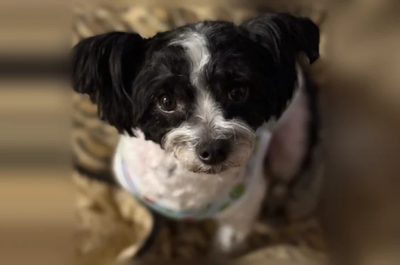 Lost dog, South King Drive, 7700, Chicago - small 11-pound black and white male with curly paws - photo