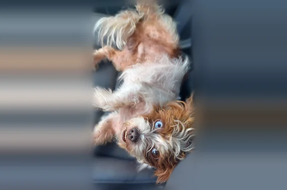 Found dog Edinburg, photo: Found dog, South McColl Road, 4101, Edinburg - small, brown and white, with two different colored eyes