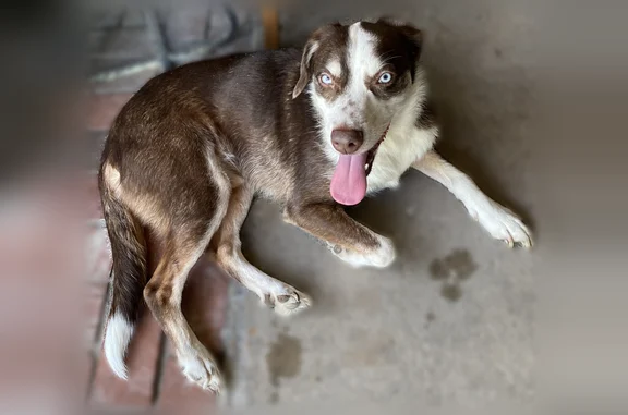 Dark brown, white face and collar and feet, blue eyes